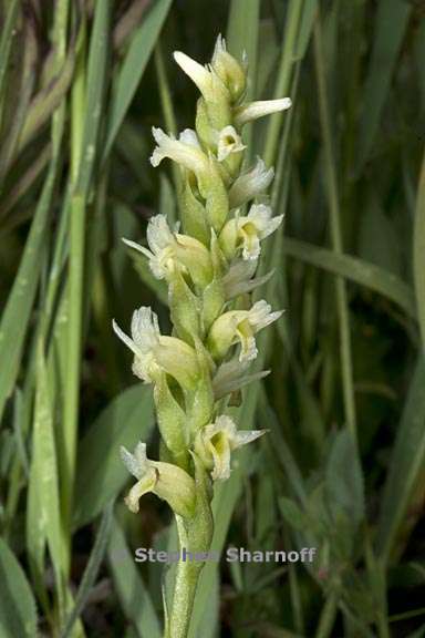 spiranthes romanzoffiana 1 graphic